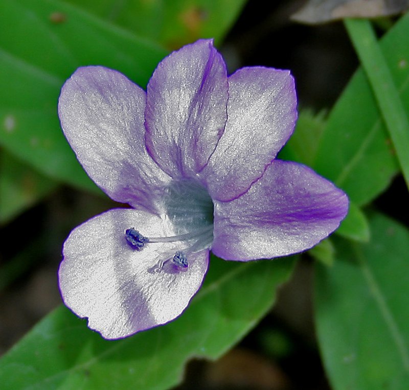 Crested Philippine Violet photo 5