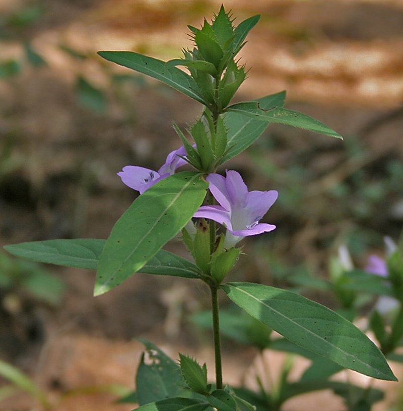 Crested Philippine Violet photo 6