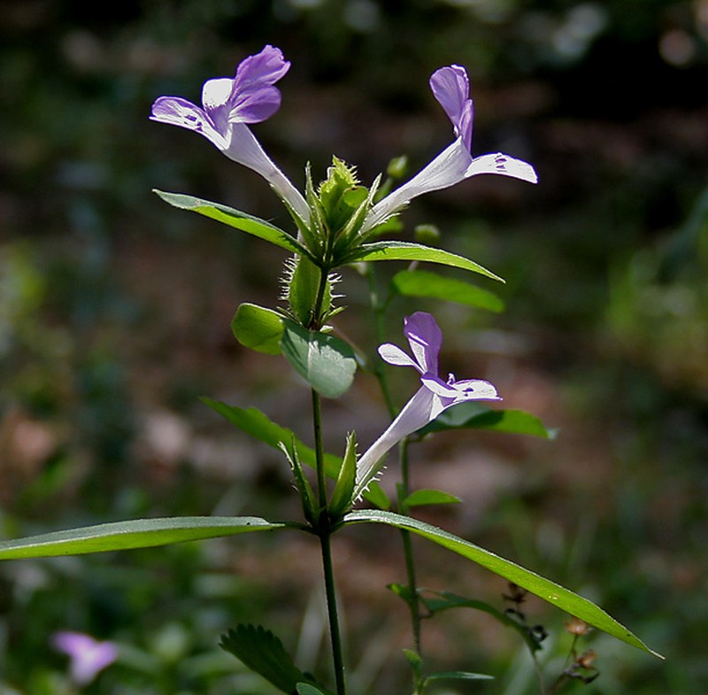 Crested Philippine Violet photo 7