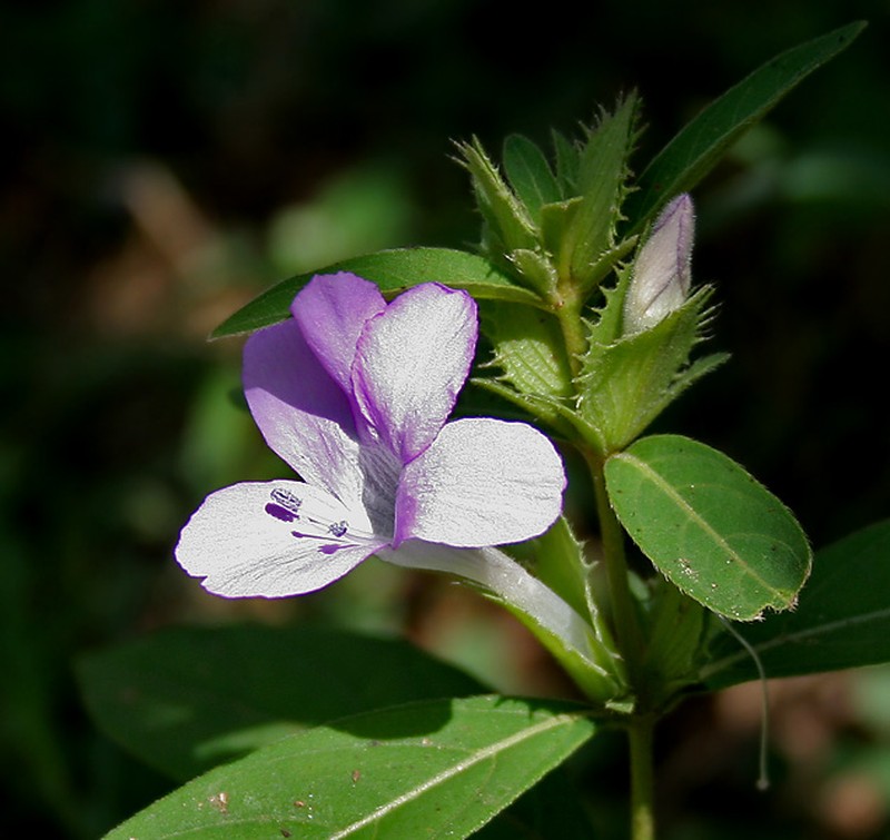 Crested Philippine Violet