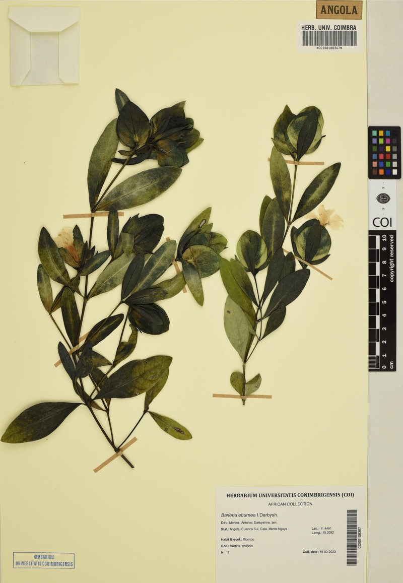 Barleria eburnea
