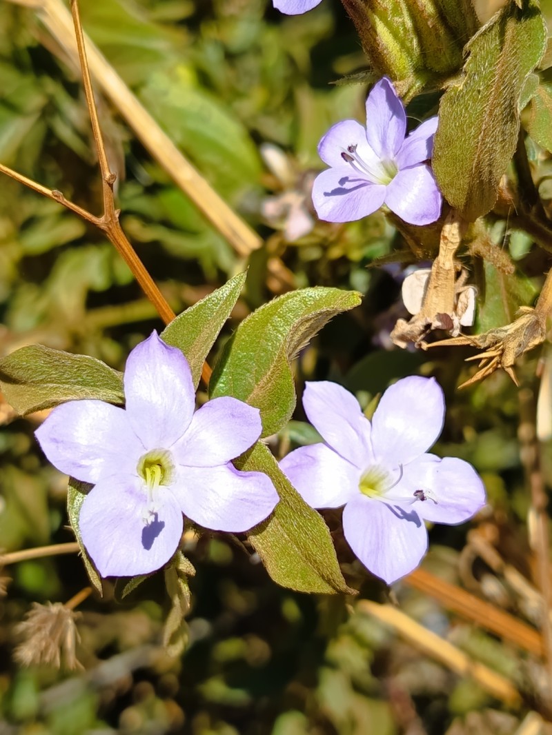 Barleria elegans subsp. elegans photo 2