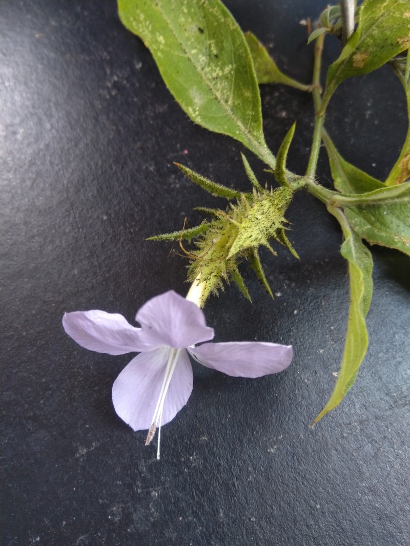 Barleria elegans subsp. elegans photo 3