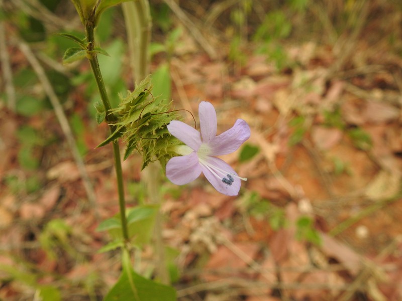Barleria elegans subsp. elegans photo 4