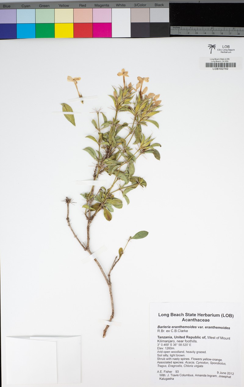 Barleria eranthemoides var. eranthemoides