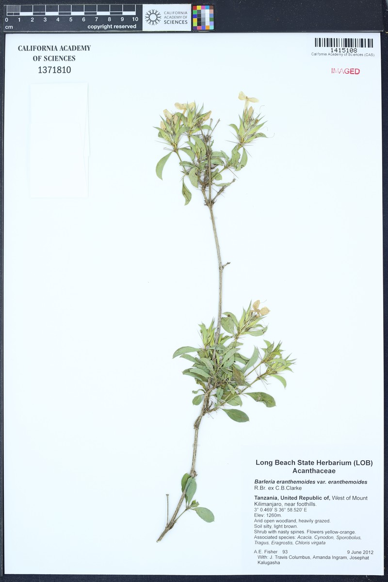 Barleria eranthemoides var. eranthemoides photo 2