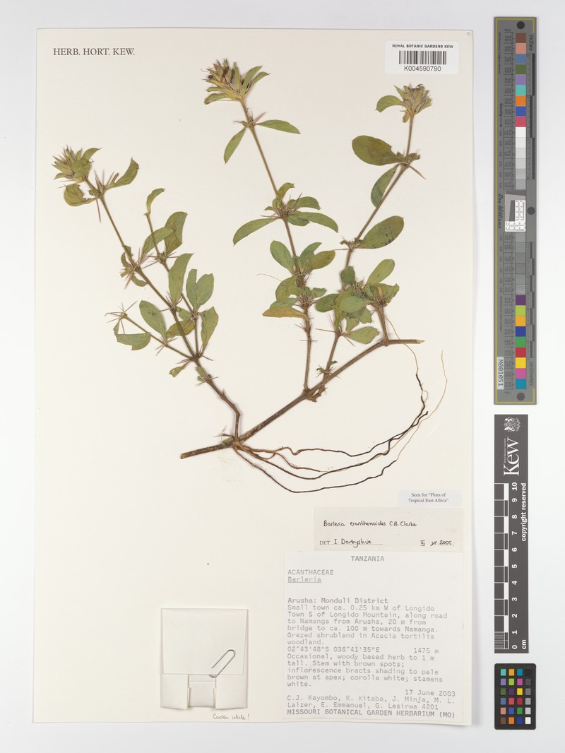 Barleria eranthemoides var. eranthemoides photo 3