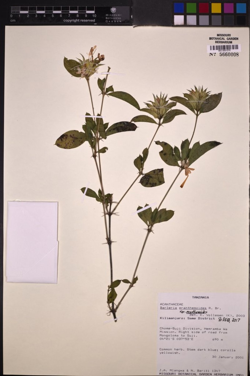 Barleria eranthemoides var. eranthemoides photo 4