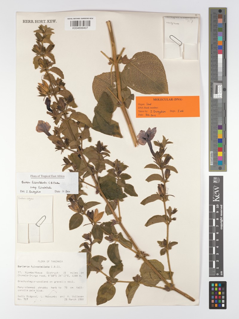 Barleria fulvostellata subsp. fulvostellata