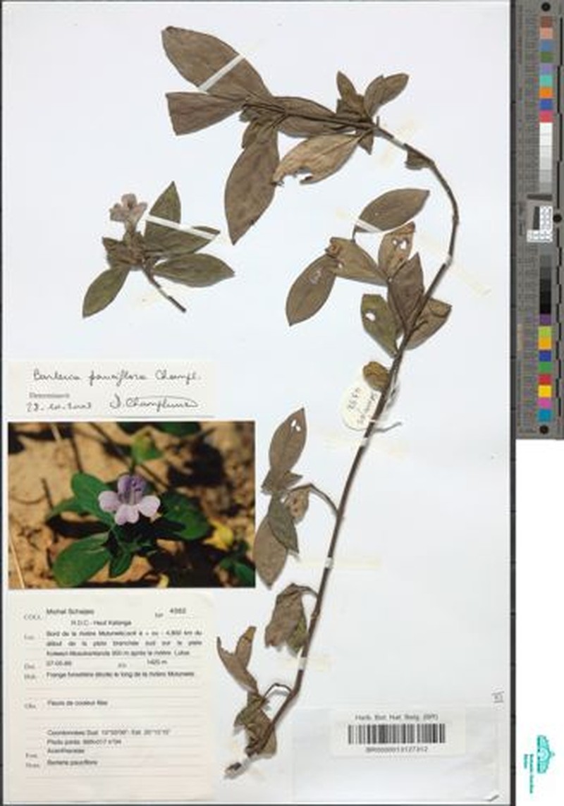 Barleria gandhii