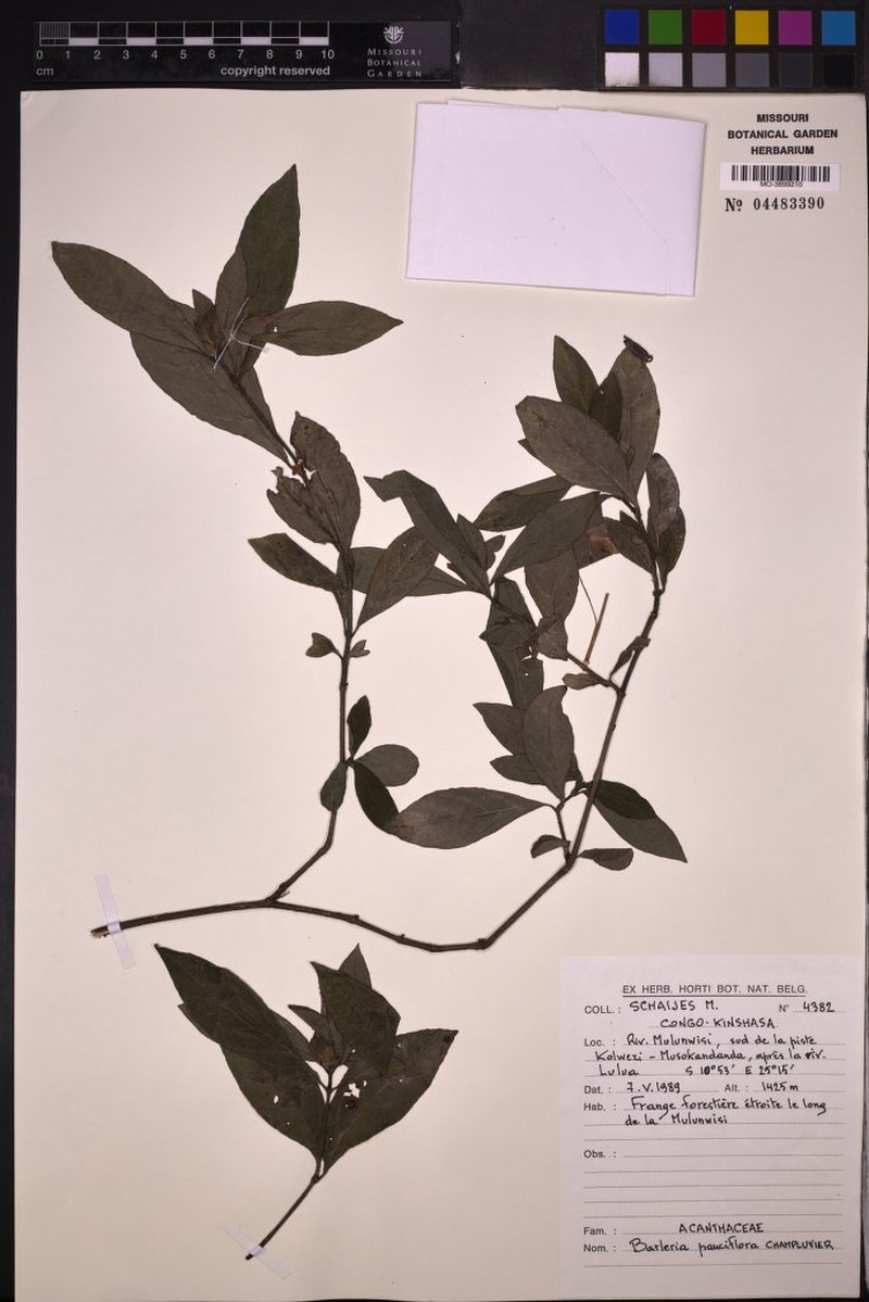 Barleria gandhii photo 2