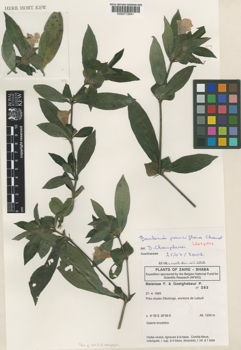 Barleria gandhii photo 3