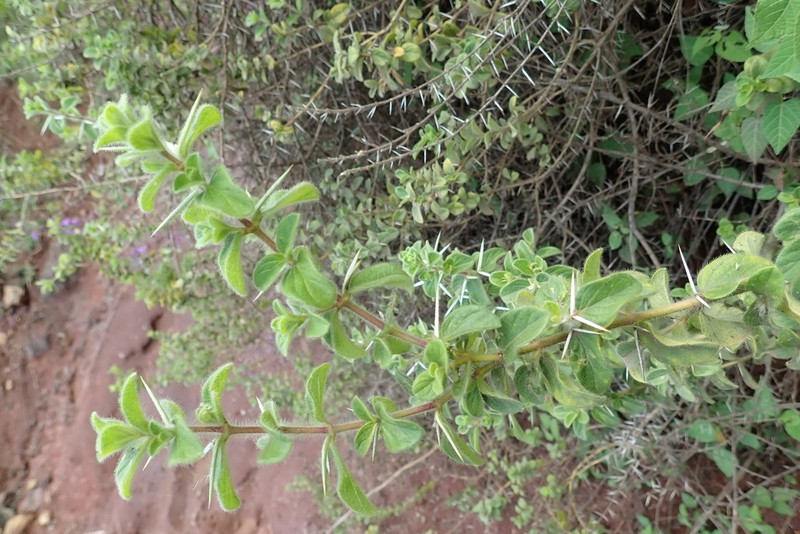 Barleria gidoleensis photo 3