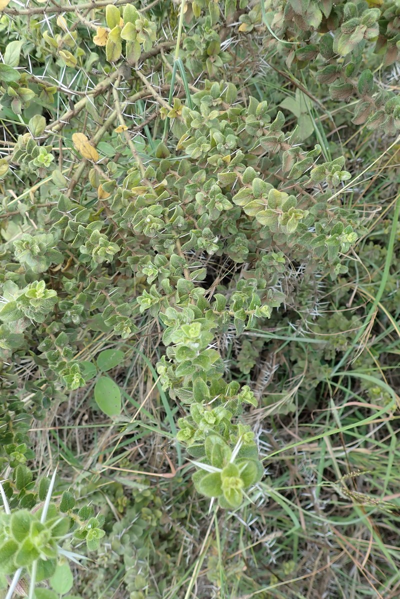 Barleria gidoleensis photo 4