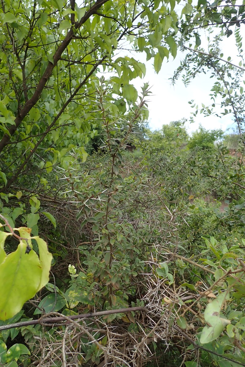 Barleria gidoleensis photo 5