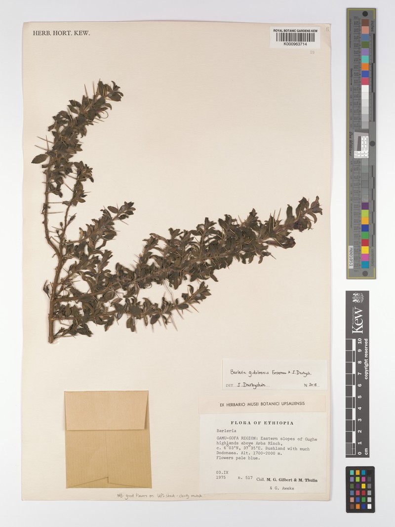 Barleria gidoleensis photo 6