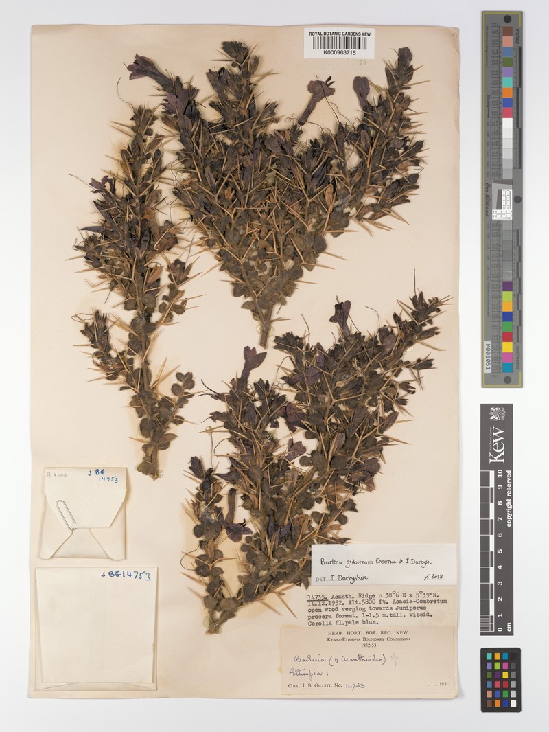 Barleria gidoleensis photo 7