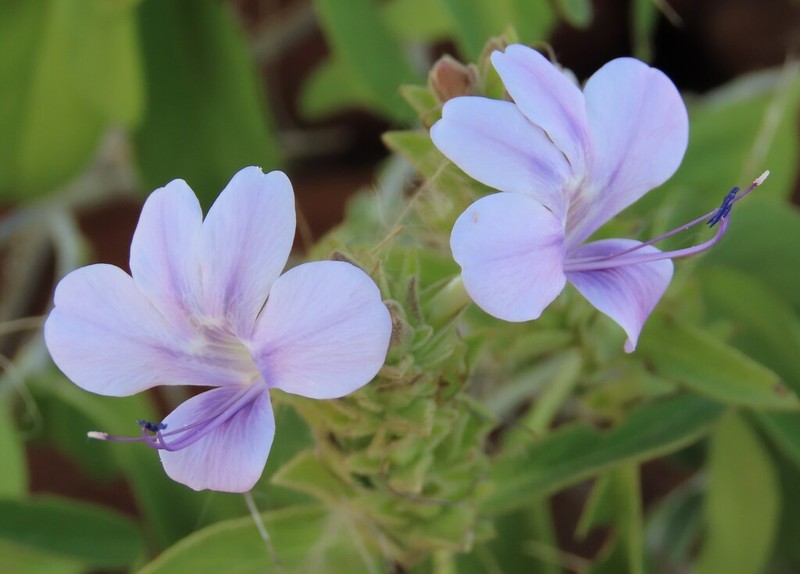 Barleria grootbergensis