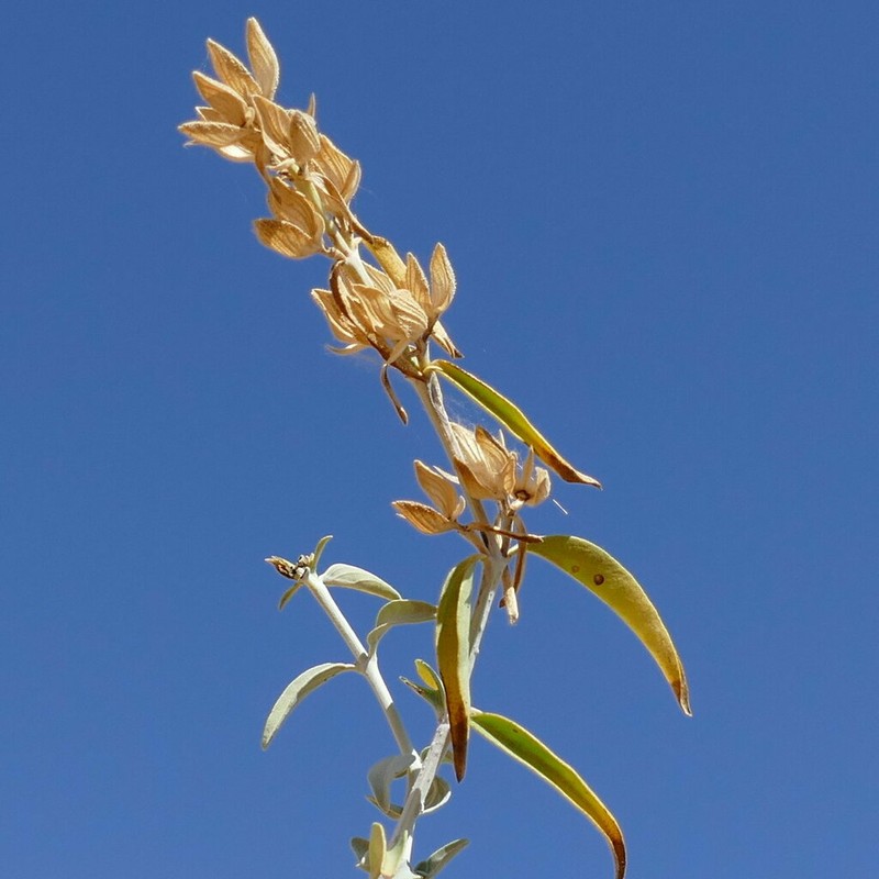 Barleria grootbergensis photo 2