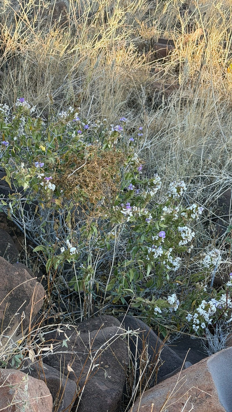 Barleria grootbergensis photo 3