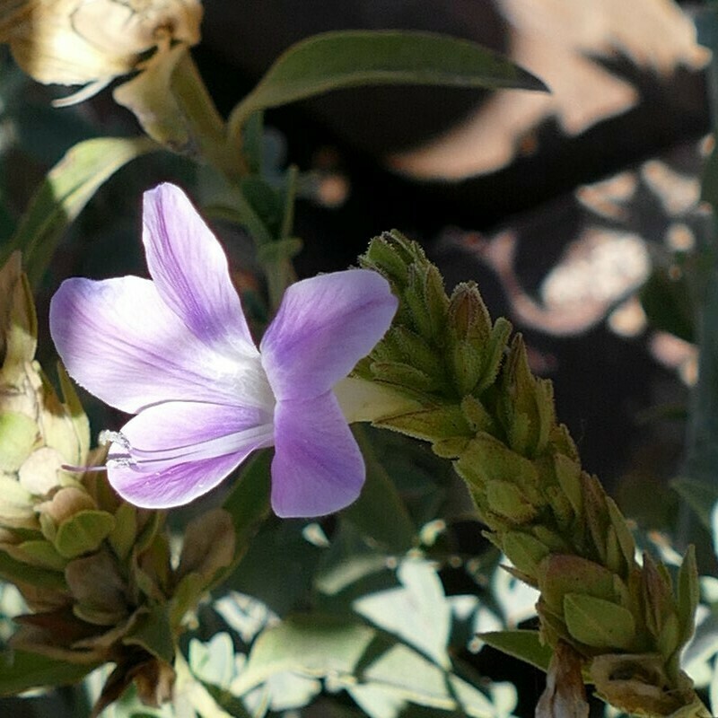 Barleria grootbergensis photo 4