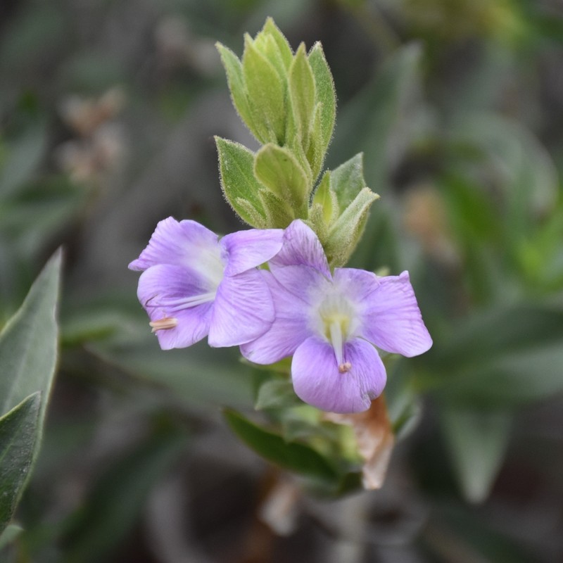 Barleria grootbergensis photo 5