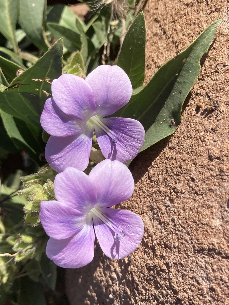 Barleria grootbergensis photo 6