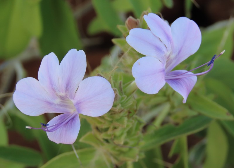 Barleria grootbergensis photo 8