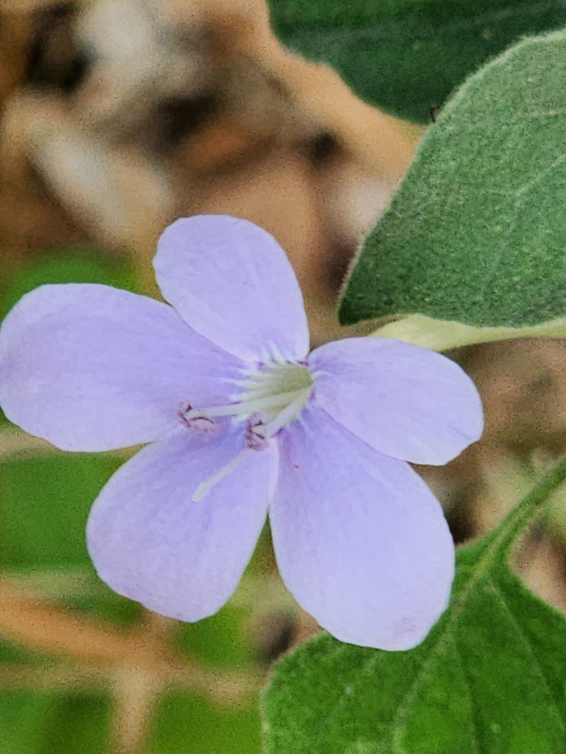Barleria heterotricha subsp. heterotricha