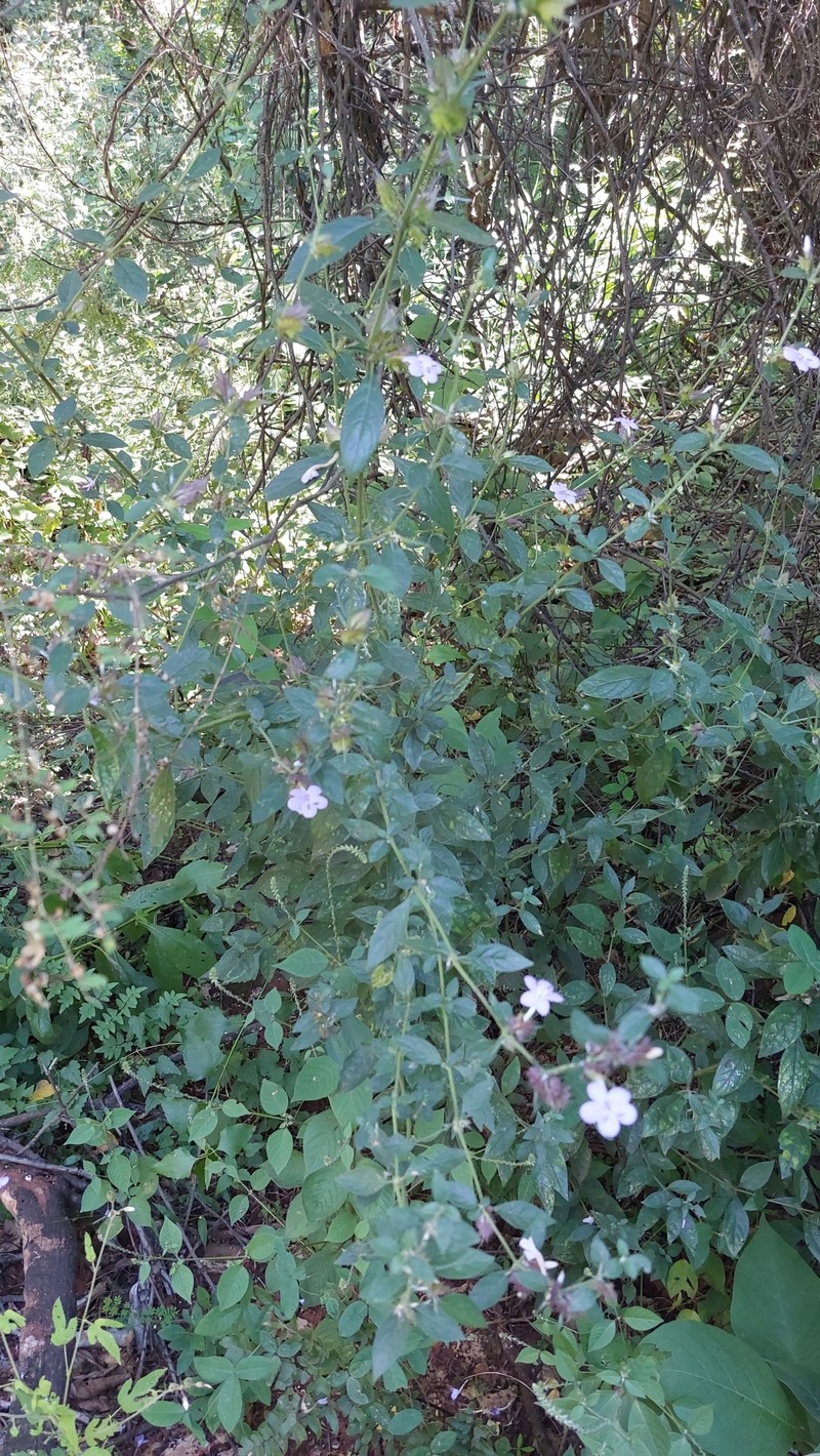 Barleria heterotricha subsp. heterotricha photo 2
