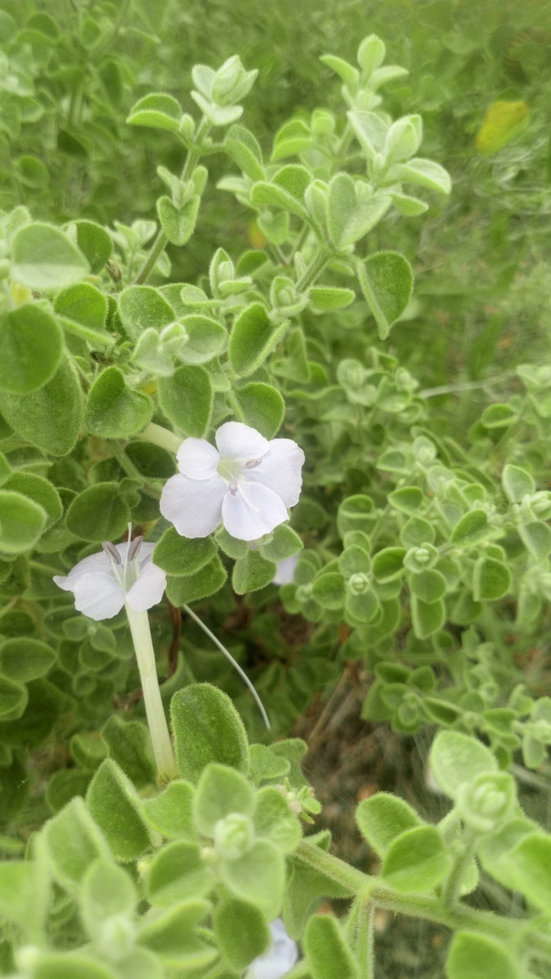 Barleria heterotricha subsp. heterotricha photo 3