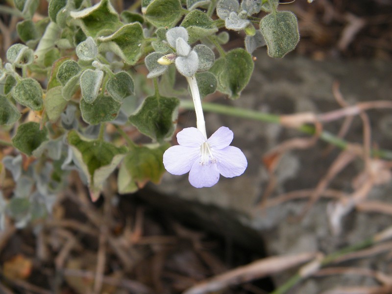 Barleria heterotricha subsp. heterotricha photo 4