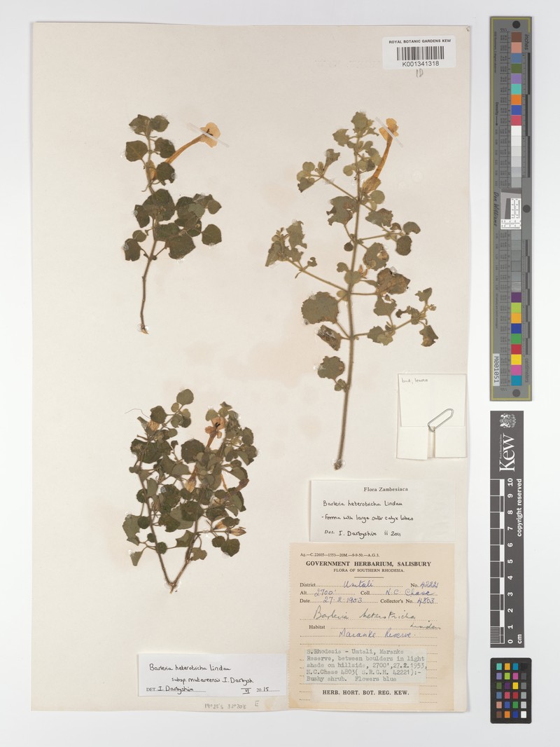 Barleria heterotricha subsp. mutareensis