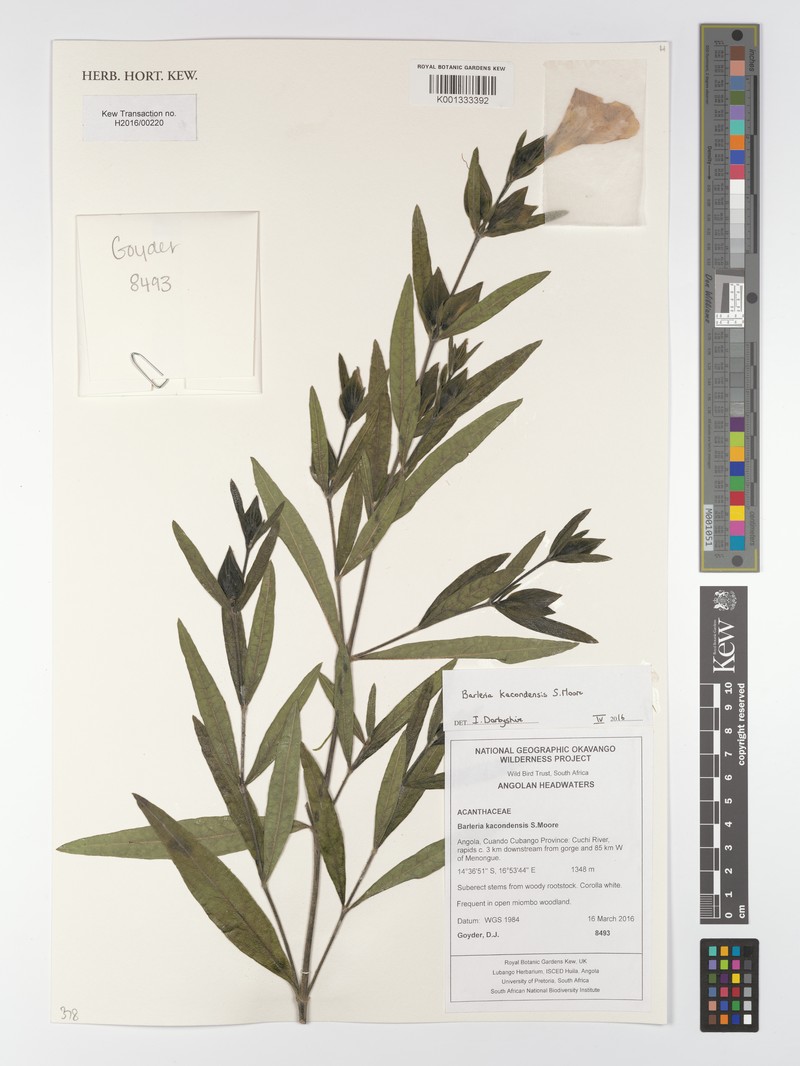 Barleria kacondensis subsp. kacondensis