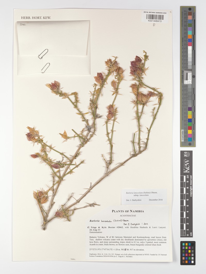 Barleria lanceolata subsp. lanceolata photo 2