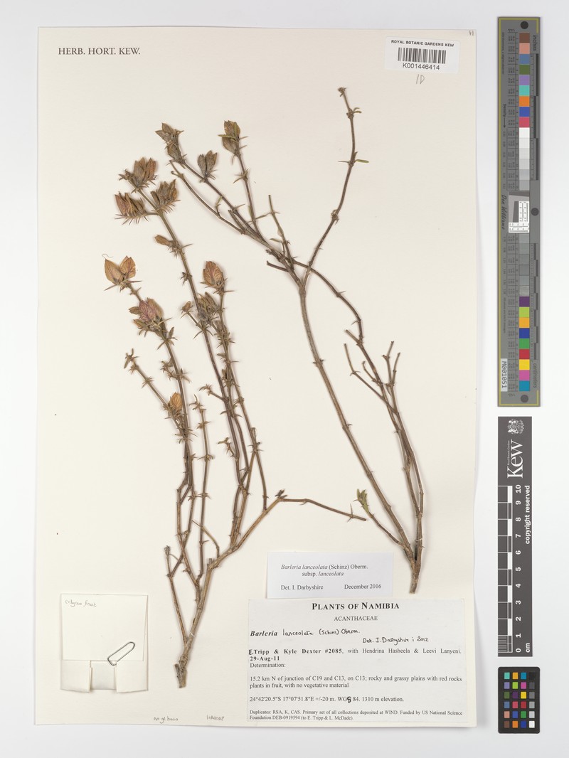 Barleria lanceolata subsp. lanceolata photo 3