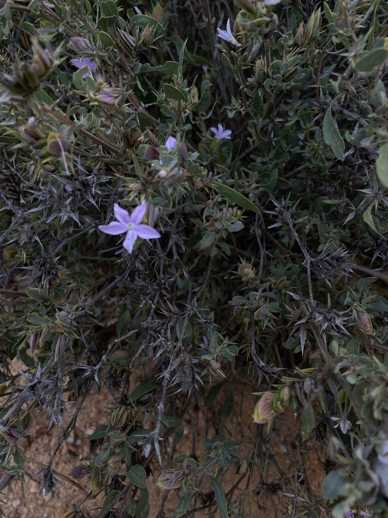Barleria lanceolata subsp. tristis
