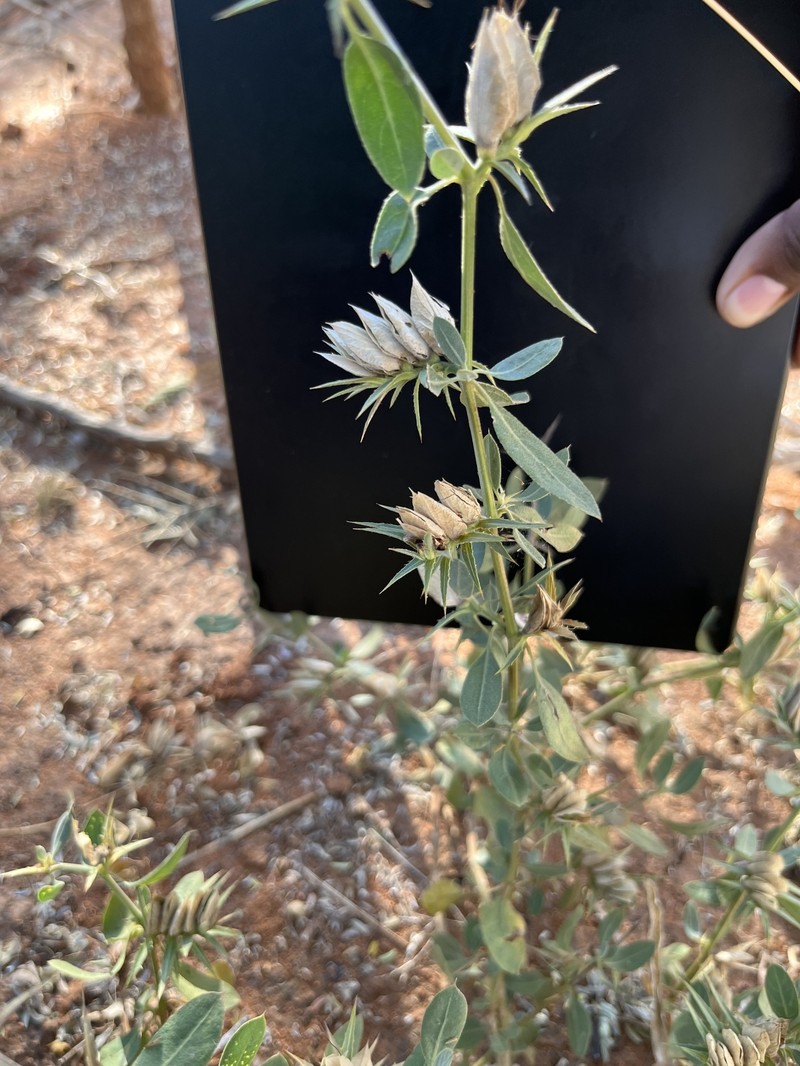 Barleria lanceolata subsp. tristis photo 2