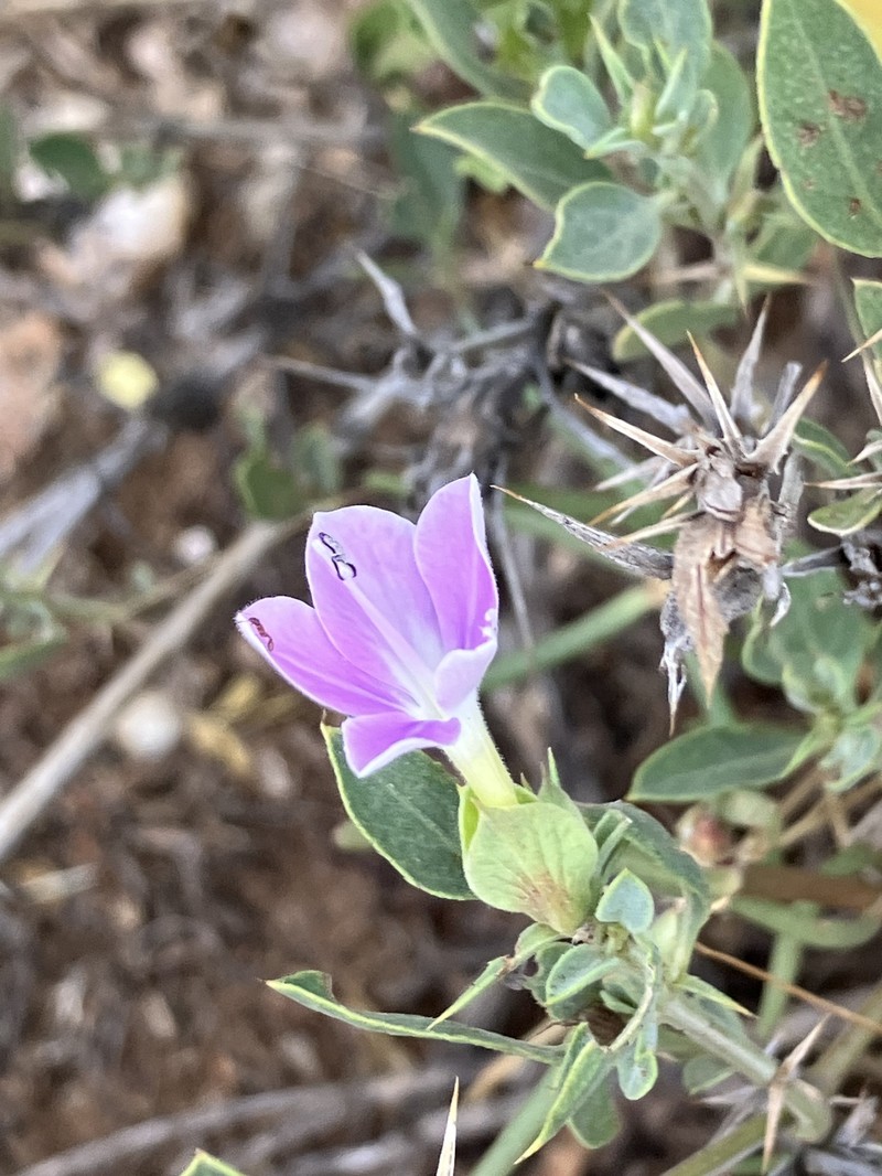 Barleria lanceolata subsp. tristis photo 3
