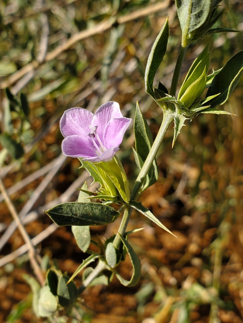 Barleria lanceolata subsp. tristis photo 4