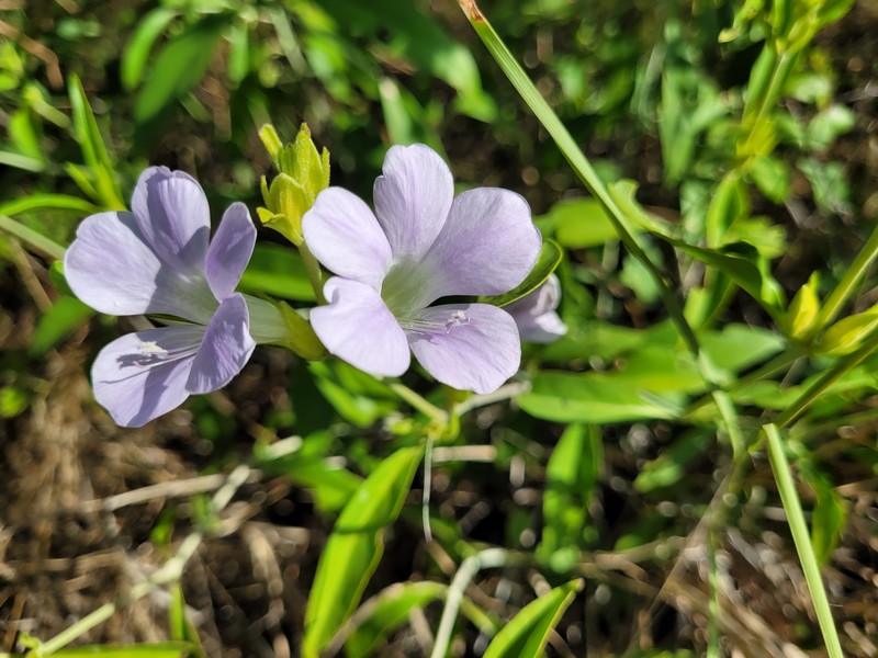 Barleria lancifolia subsp. lancifolia