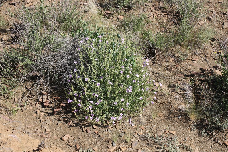 Barleria lancifolia subsp. lancifolia photo 2