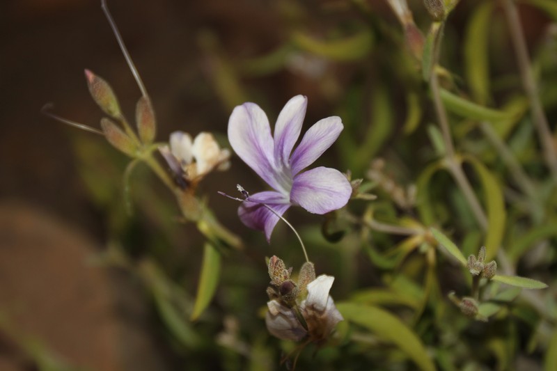 Barleria lancifolia subsp. lancifolia photo 3