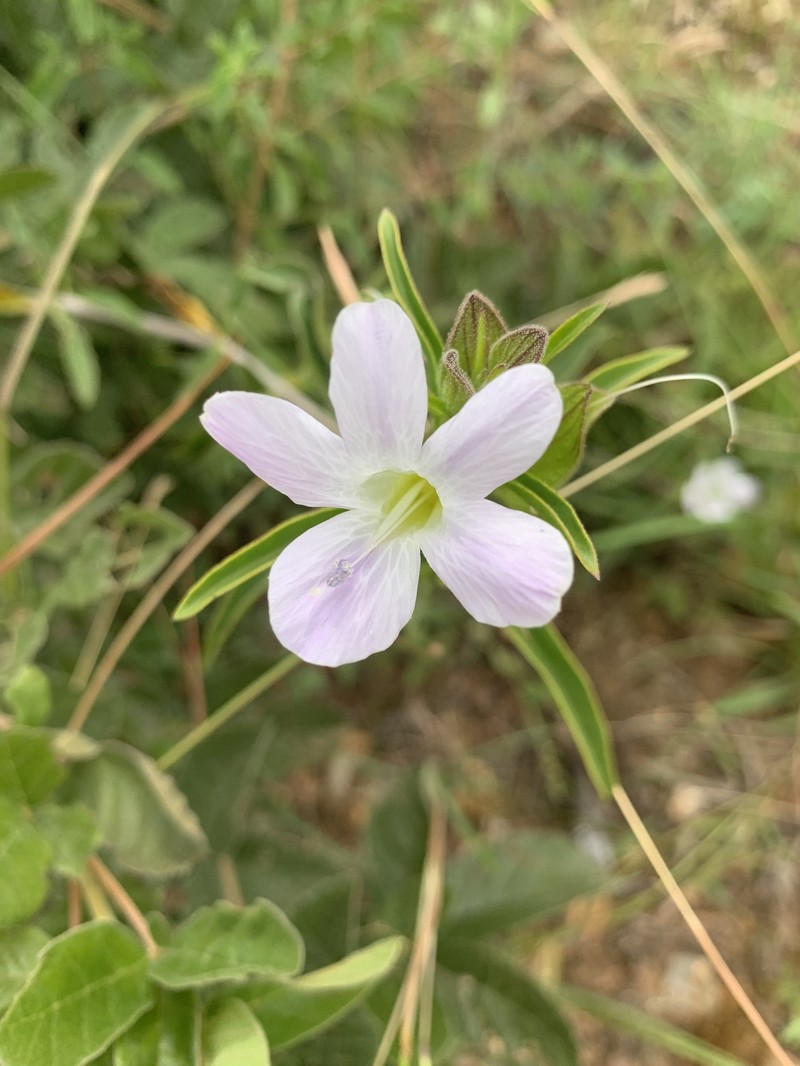Barleria lancifolia subsp. lancifolia photo 4
