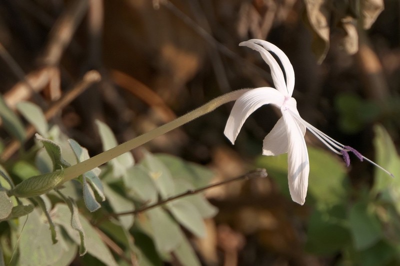 Barleria lavaniana photo 2