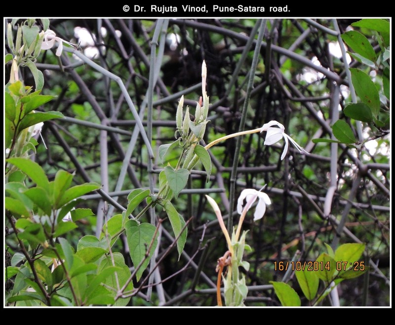 Barleria lavaniana photo 5