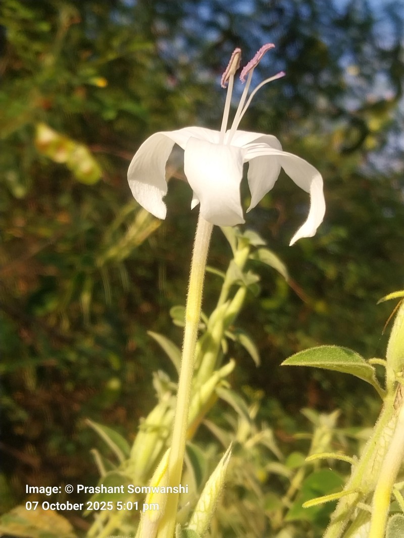 Barleria lavaniana photo 6