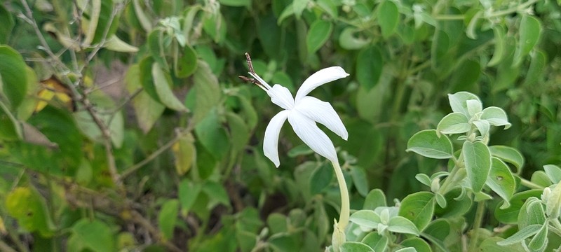 Barleria lavaniana photo 7