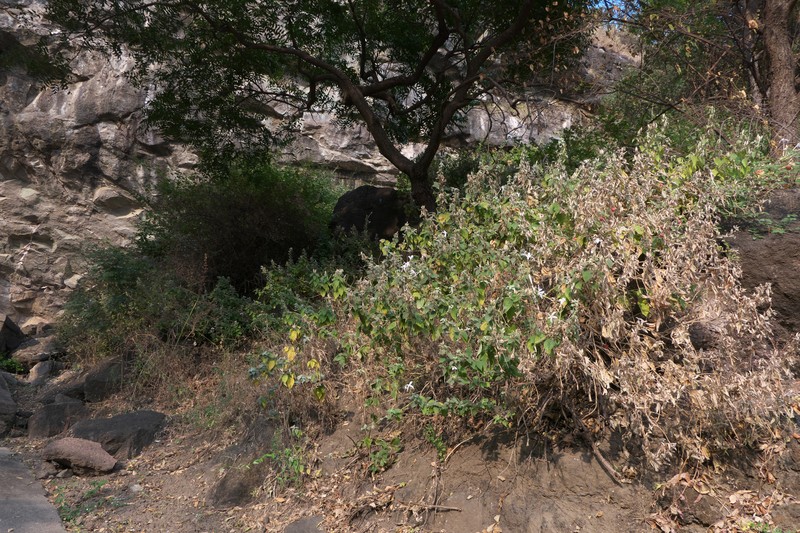 Barleria lavaniana