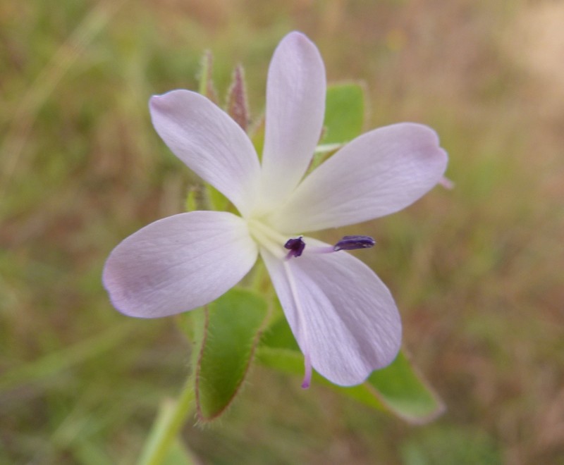 Barleria lebomboensis